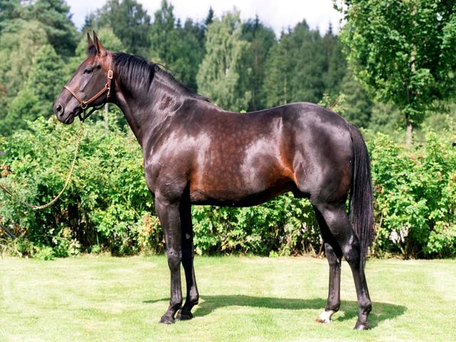Standardbred