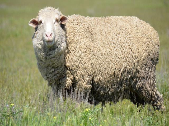 Stavropol sheep