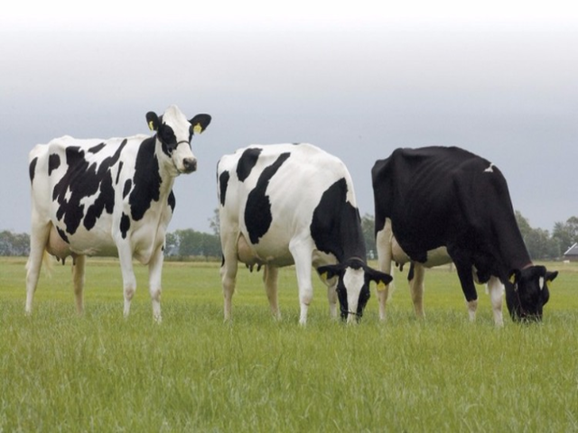 Tagil cattle