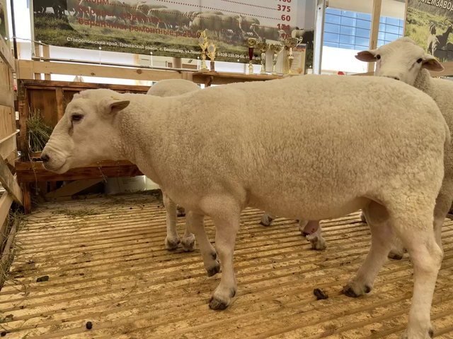 Tashlin sheep