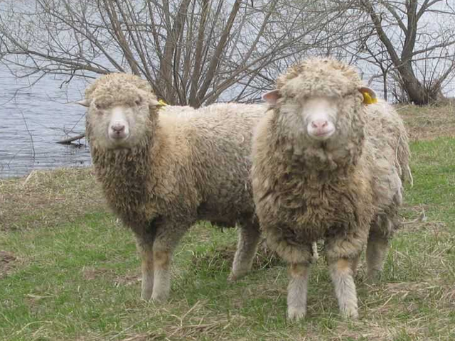 Tatarstan sheep