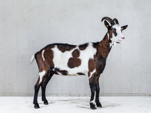 Tauernsheck goat