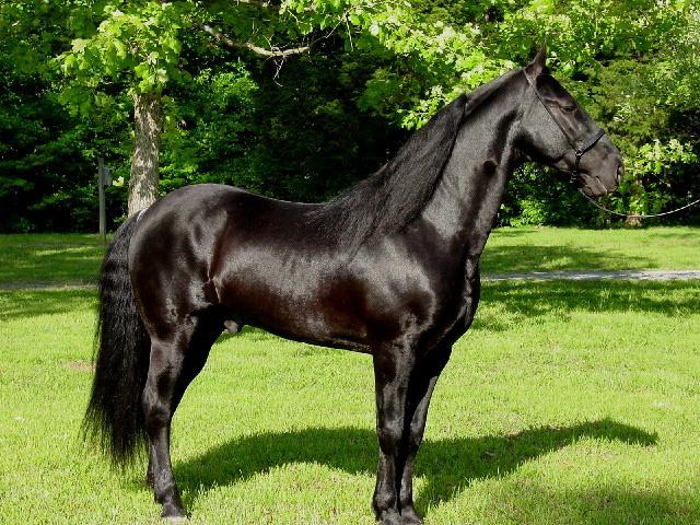 Tennessee Walking Horse