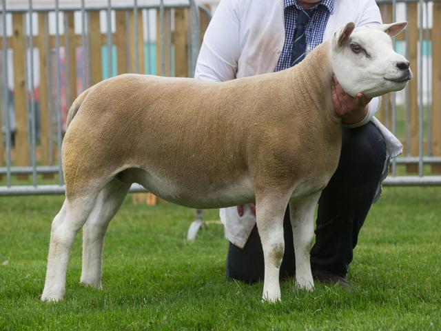 Texel sheep