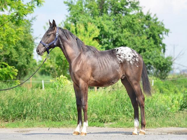 Tiger horse