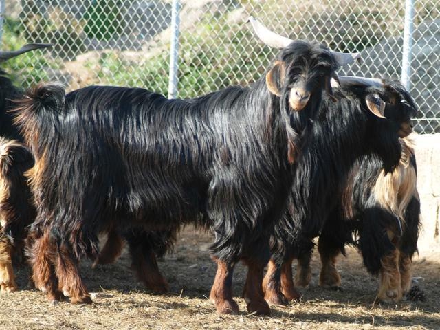 Tinerfena goat