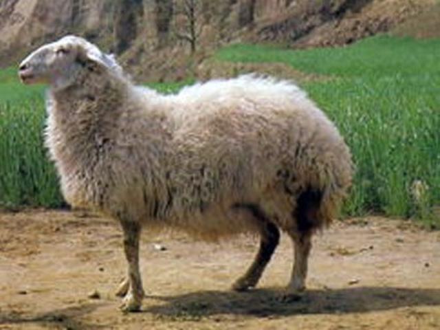 Tong sheep