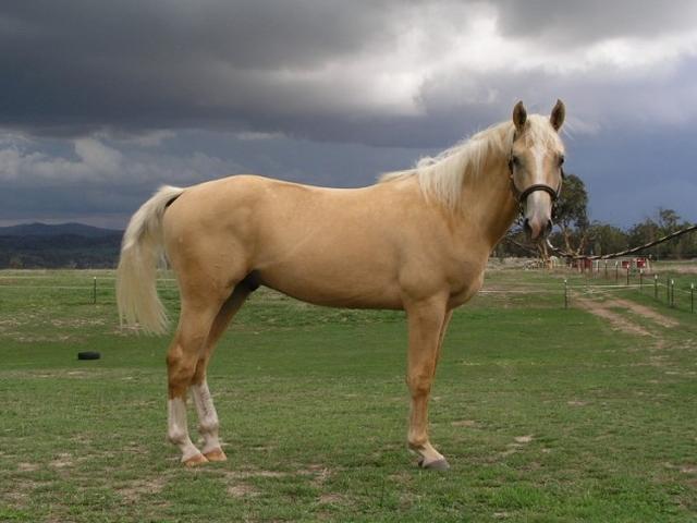 Tori horse