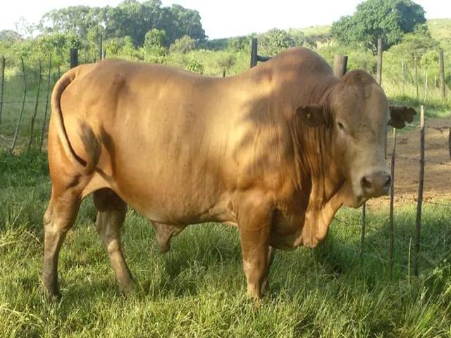 Tuli cattle