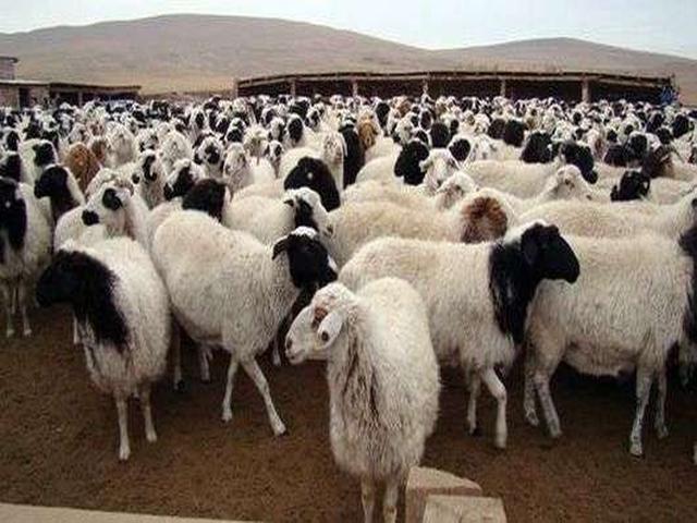 Tuvan short-fat-tailed sheep