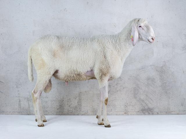 Tyrole Mountain sheep