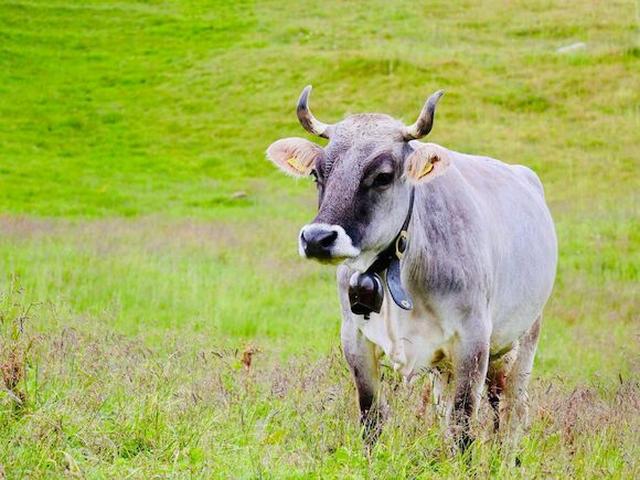 Tyrolean Grey cattle