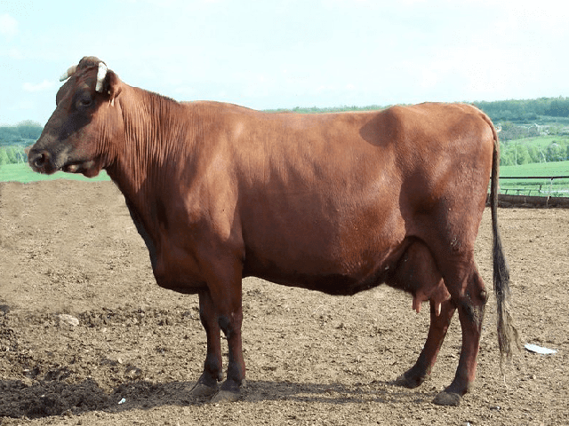 Ukrainian Red Pied Dairy cattle