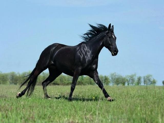 Ukrainian Riding Horse