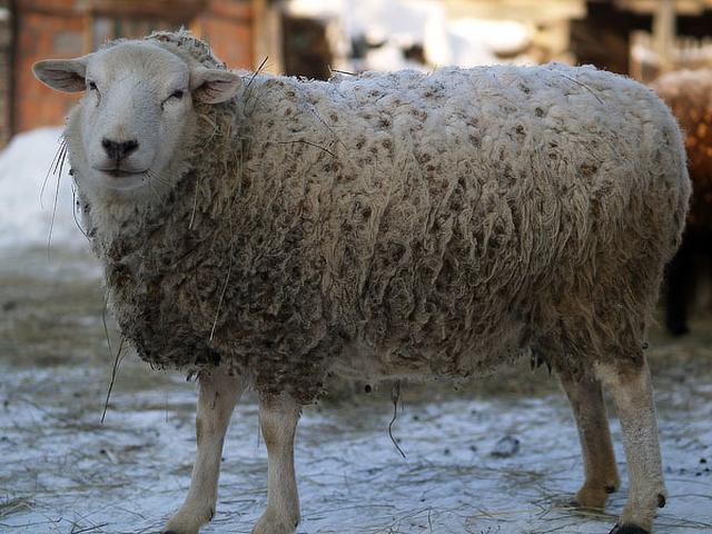 West-Siberian mutton sheep