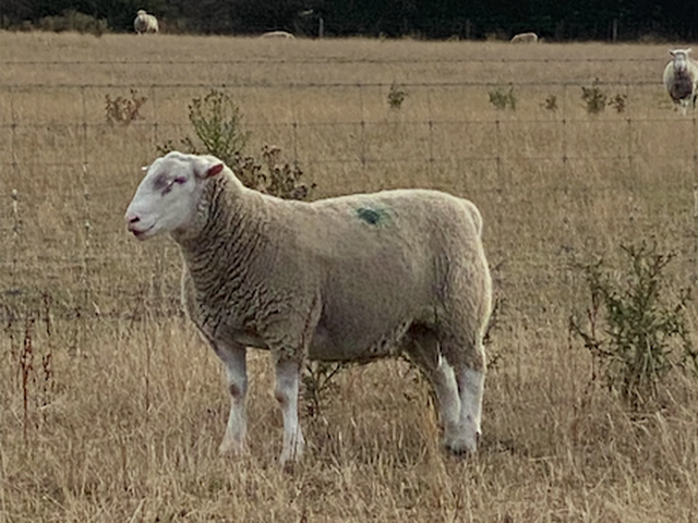 White Suffolk sheep