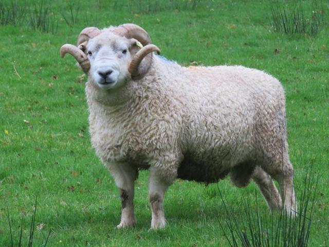 Whiteface Dartmoor sheep