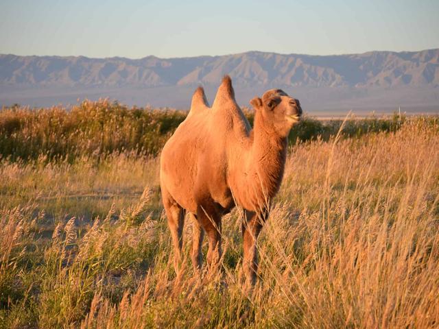 Wild Bactrian camel