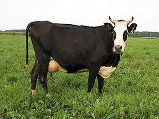 Yaroslavl cattle