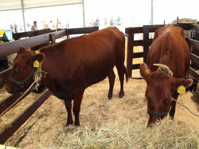 Yurino cattle