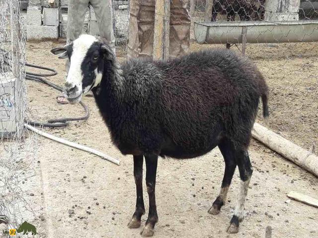 Zel sheep