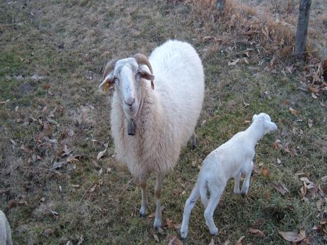 Zerasca sheep