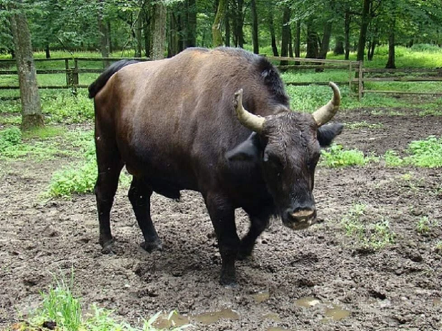 Жубронь