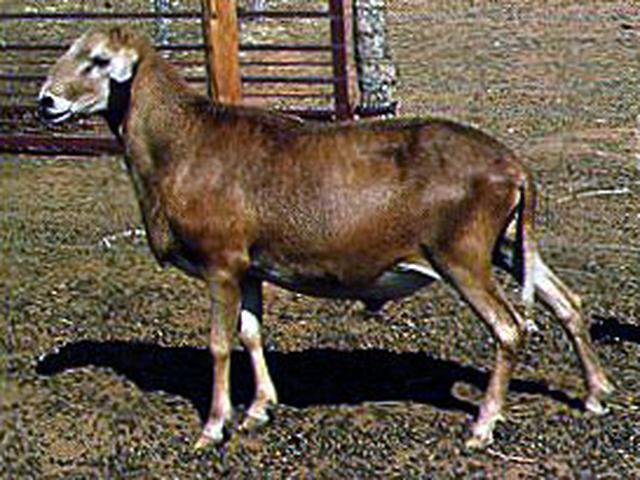 Africana sheep