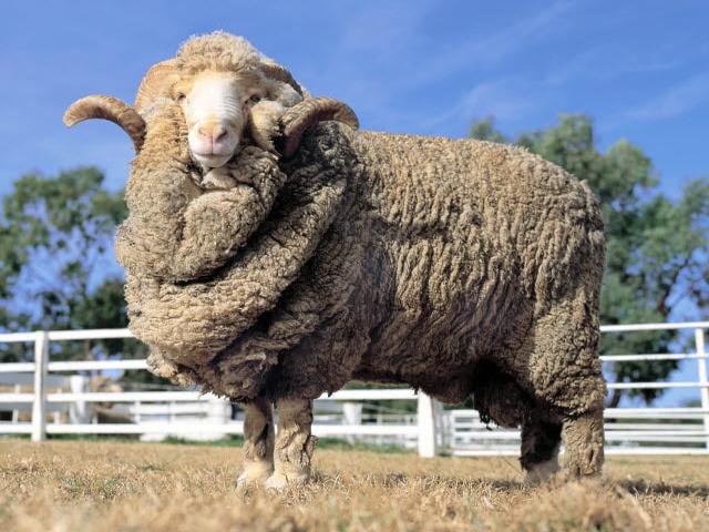 Booroola merino sheep