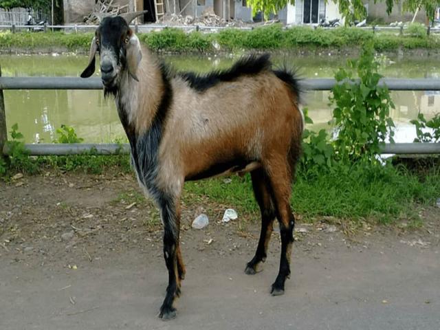 Katjang goat