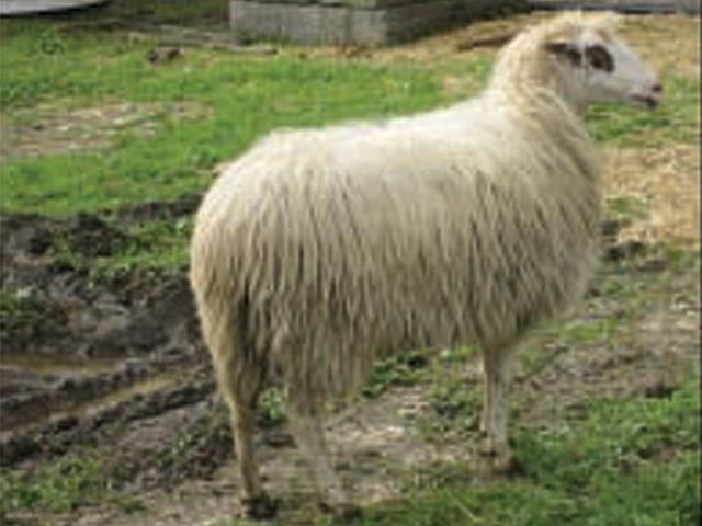 Kamakuyruk sheep
