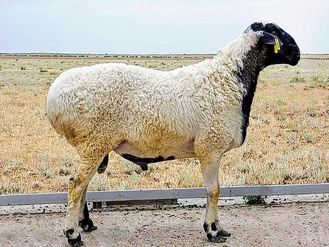 Kazakh fat-tailed coarsewool sheep