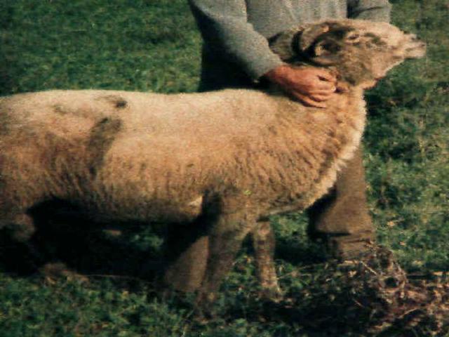 Matesina sheep