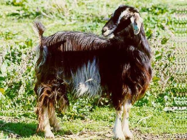 Valfortorina goat