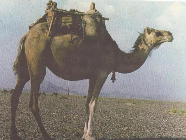 Zahedani camel
