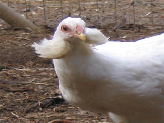 Араукана