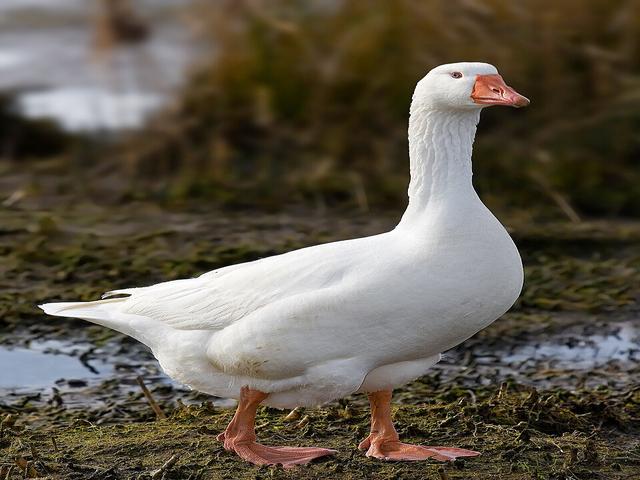 Эмден