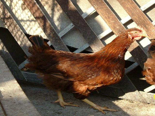 Stara Zagora Rot