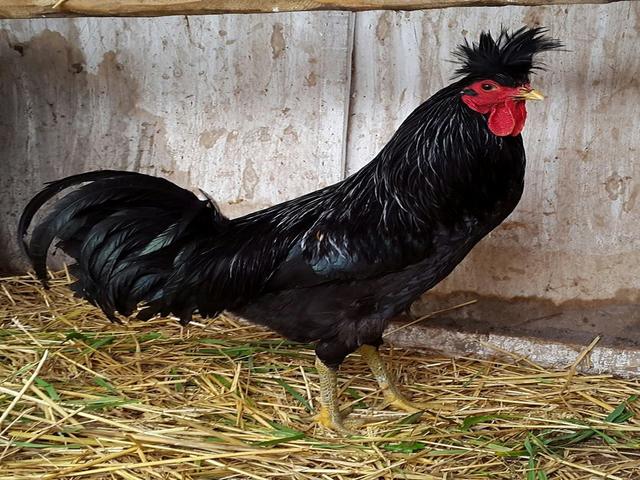 Kosovo Longcrower