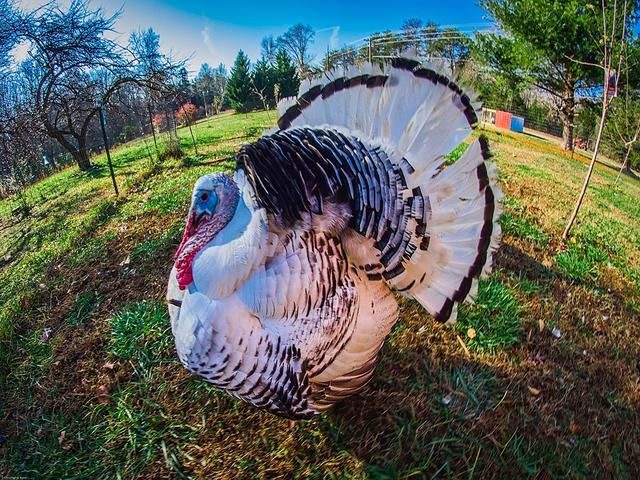 Роял Палм