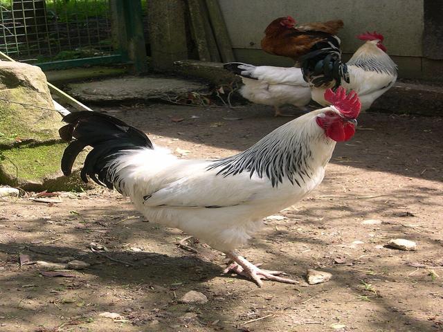 بوربونيز