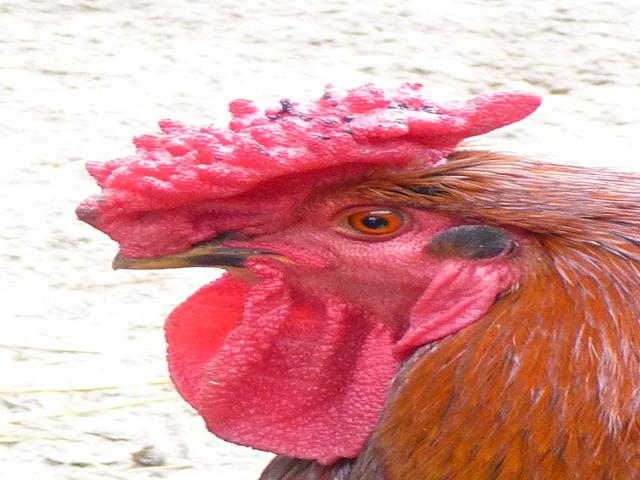 Derbyshire Redcap
