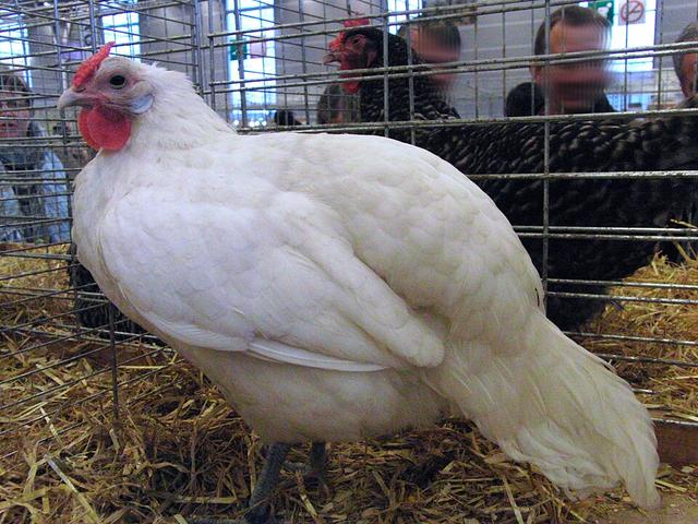 Алзасьен