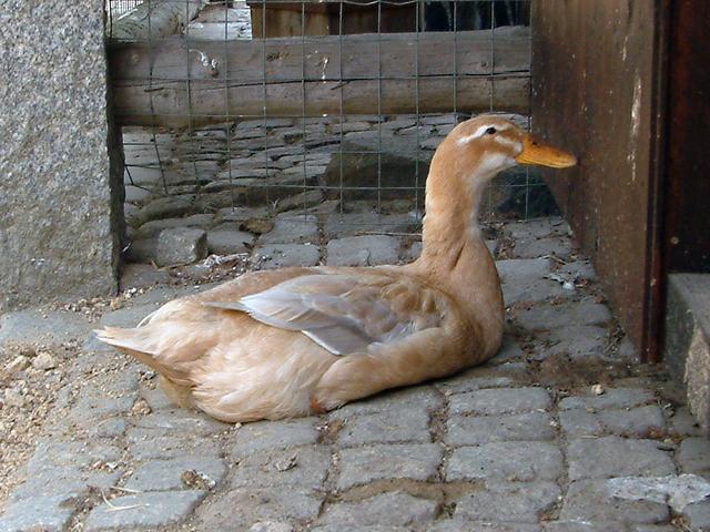 ساكسوني