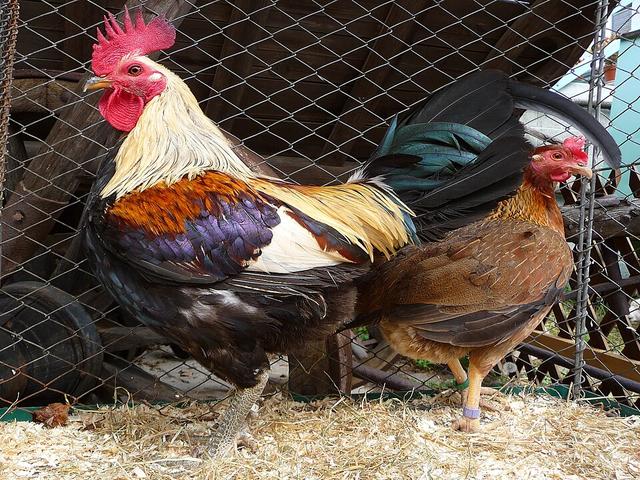 Old English Game Bantam