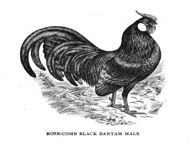 Rosecomb