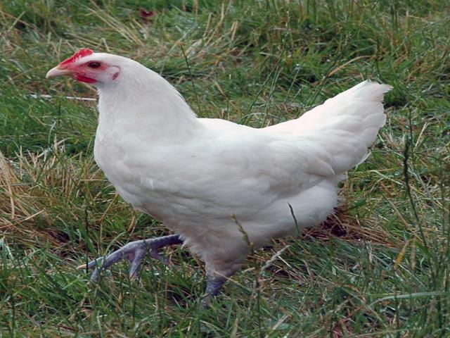 بريس غالواغ