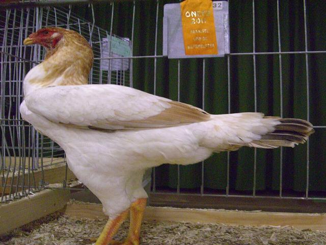 Malay Game
