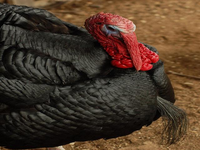 Норфолк Black
