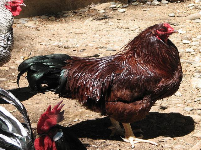 بوك آي